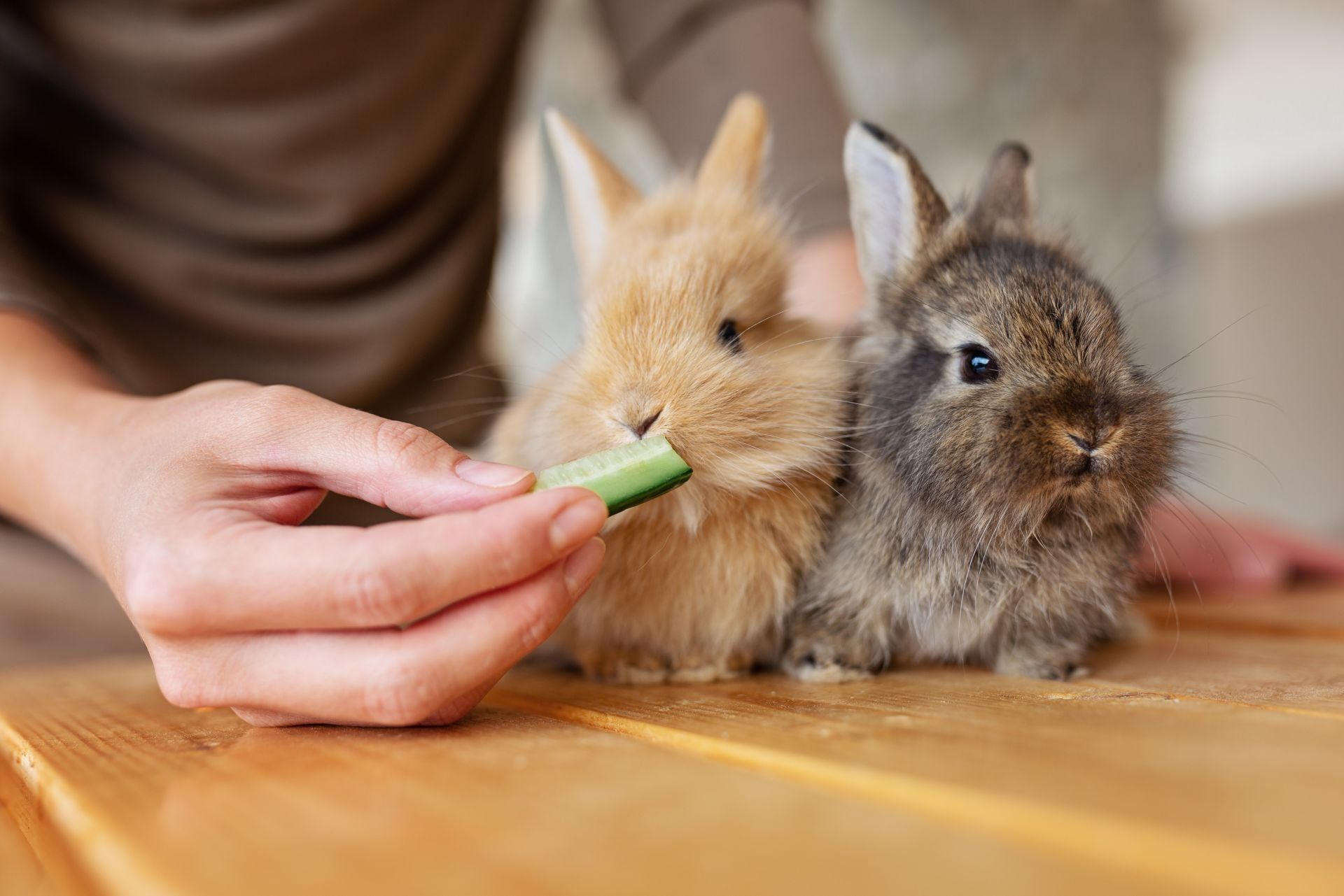 Il coniglio: uno straordinario animale da compagnia