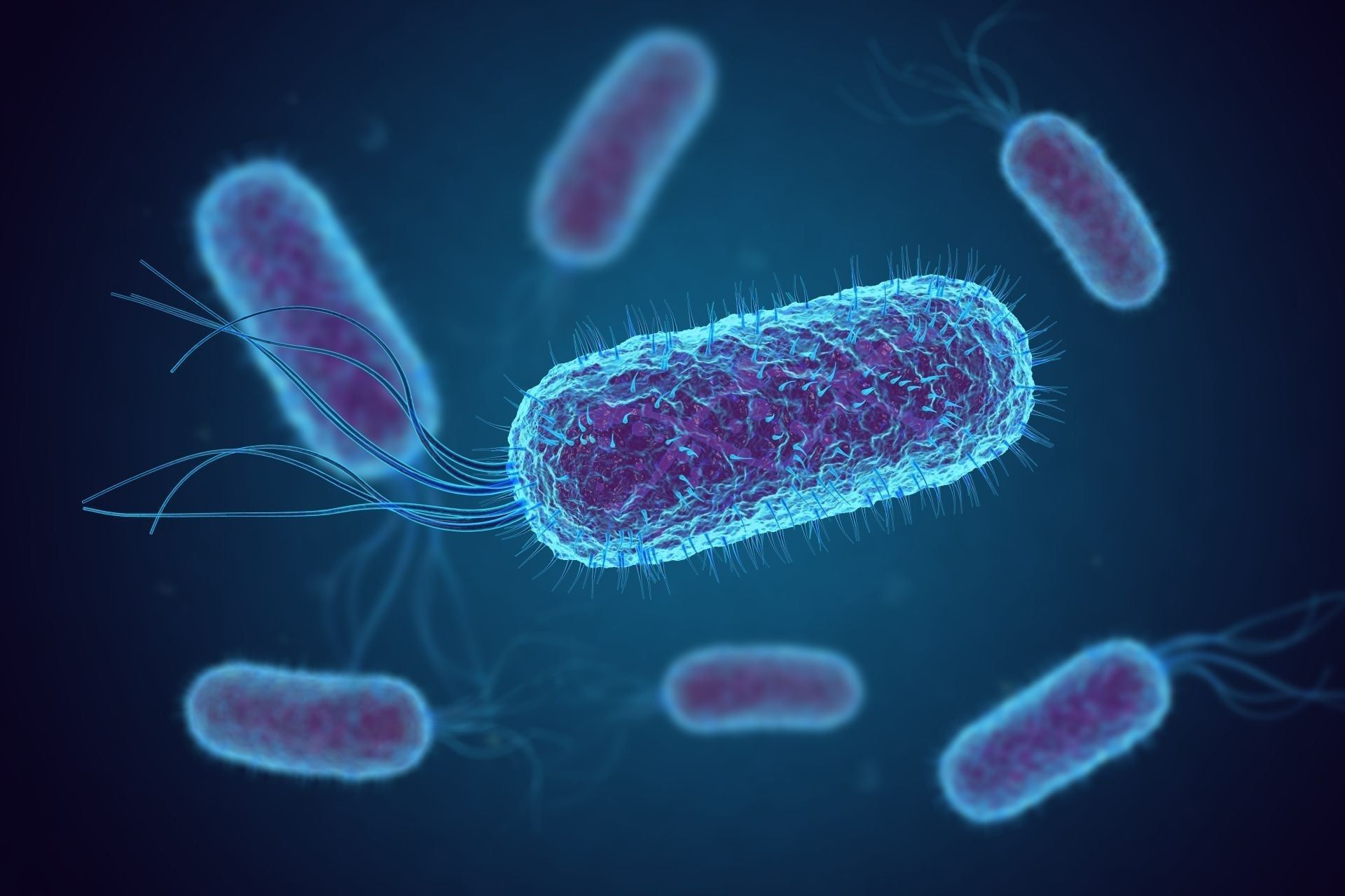 Infezioni da Escherichia Coli: trasmissione e sintomi