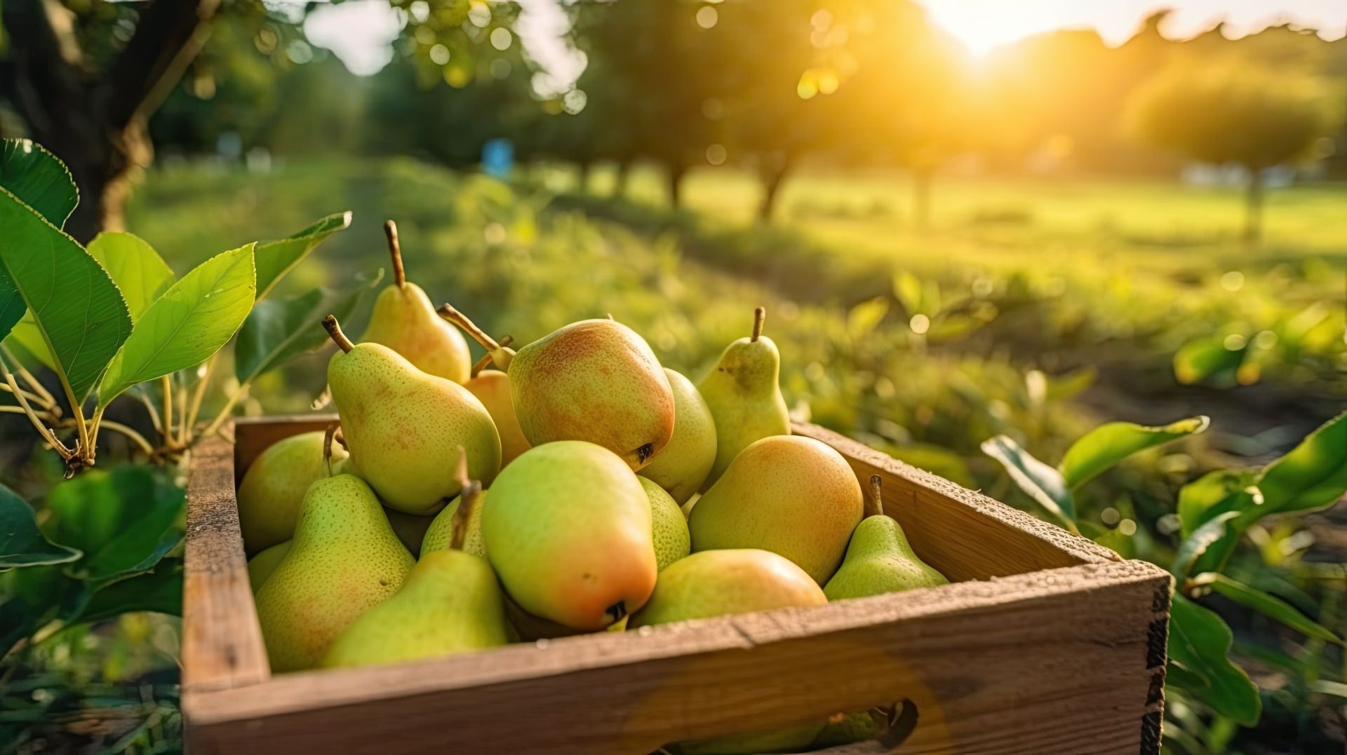 Pere: un frutto ricco di proprietà e virtù
