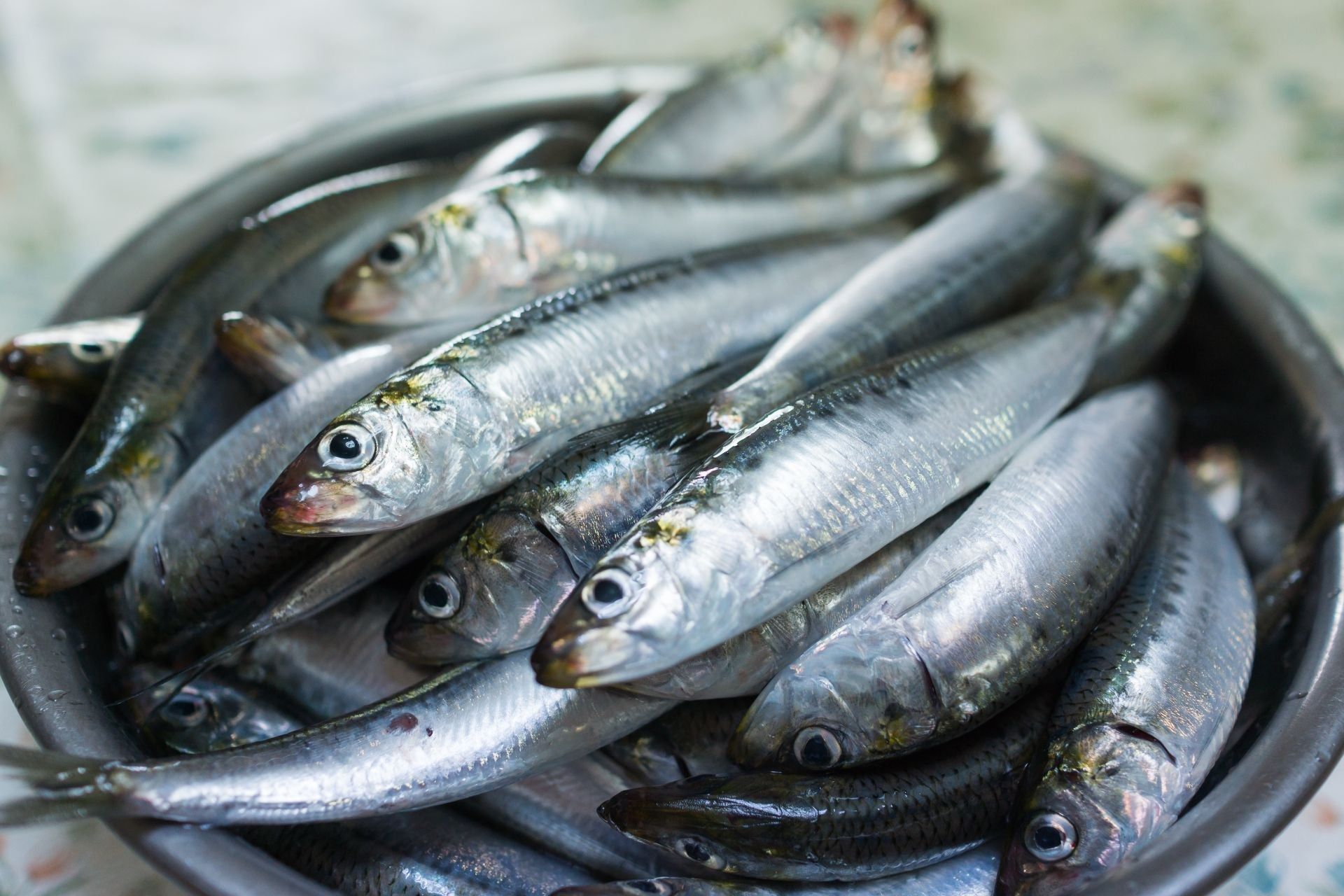 Pesce azzurro: proprietà e benefici