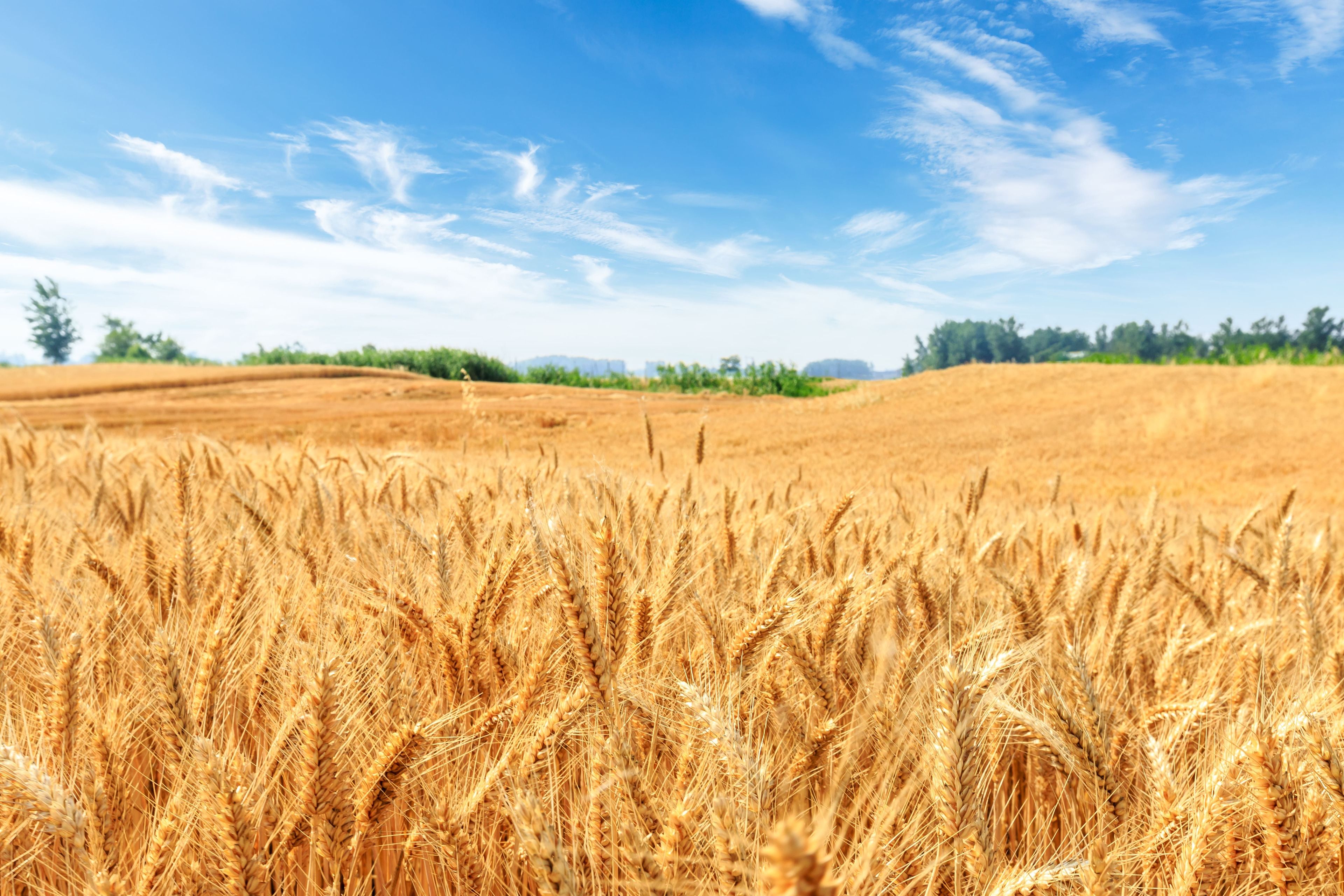 Allergia al grano: cos'è, come riconoscerla e gestirla