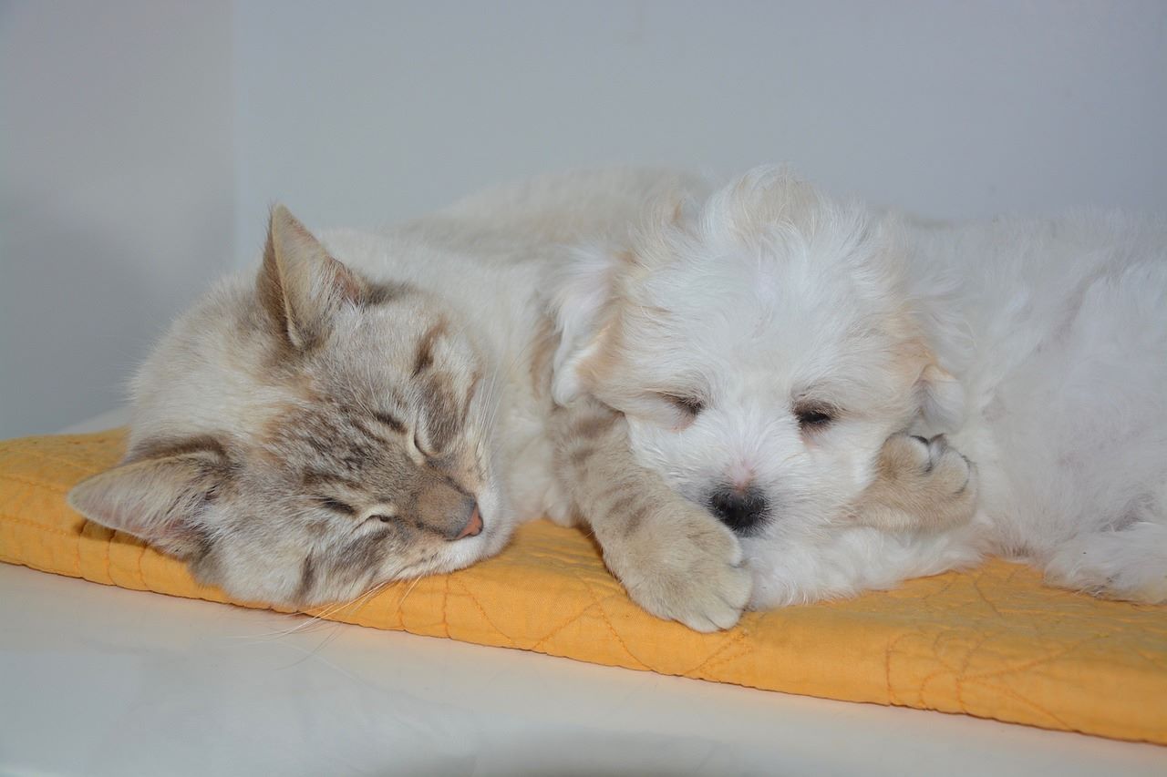 Cani e gatti possono convivere? I segreti per una sana convivenza