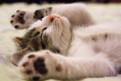 Il potere terapeutico dei gatti