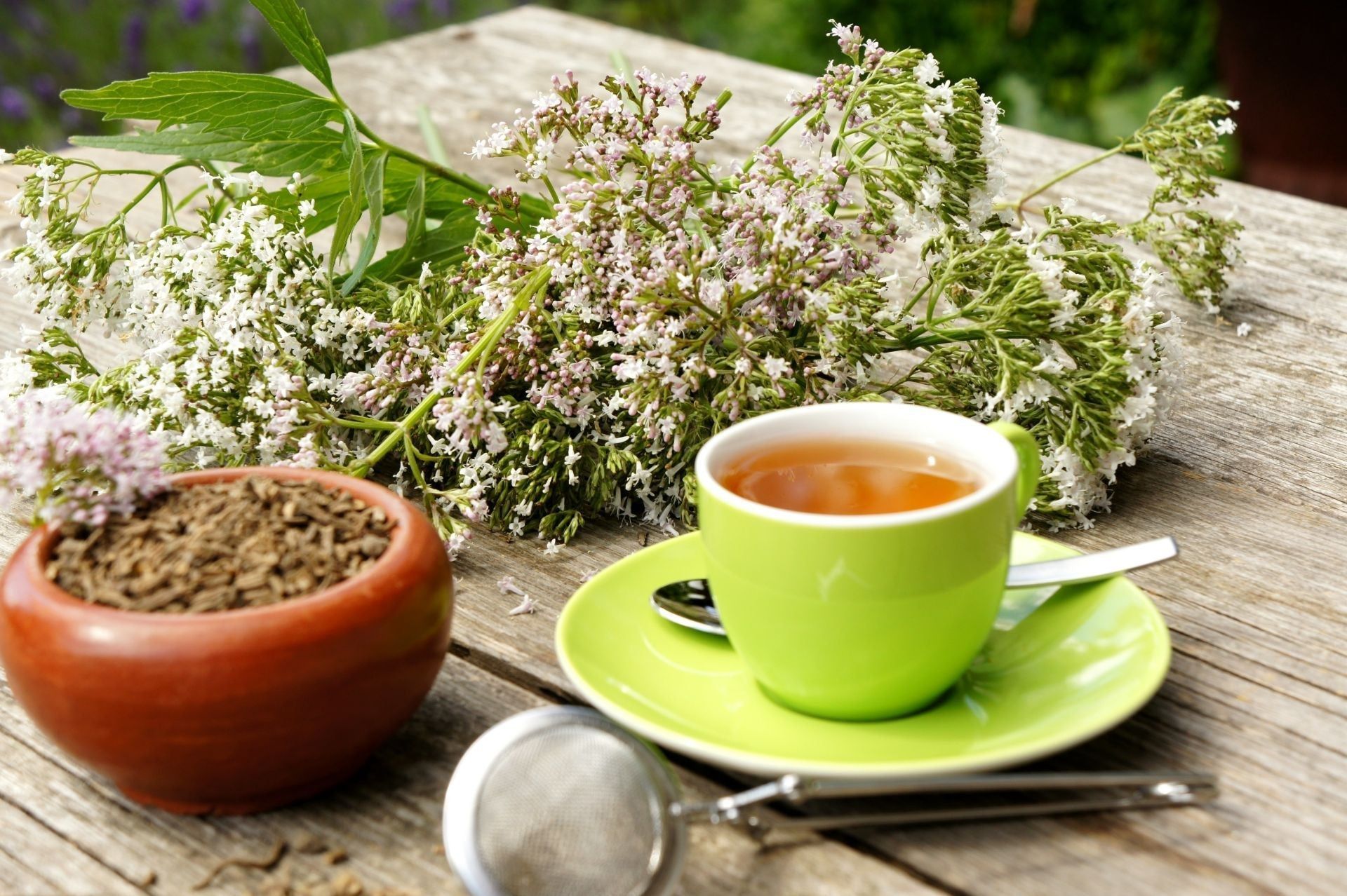 La Valeriana: rimedio naturale per l'ansia