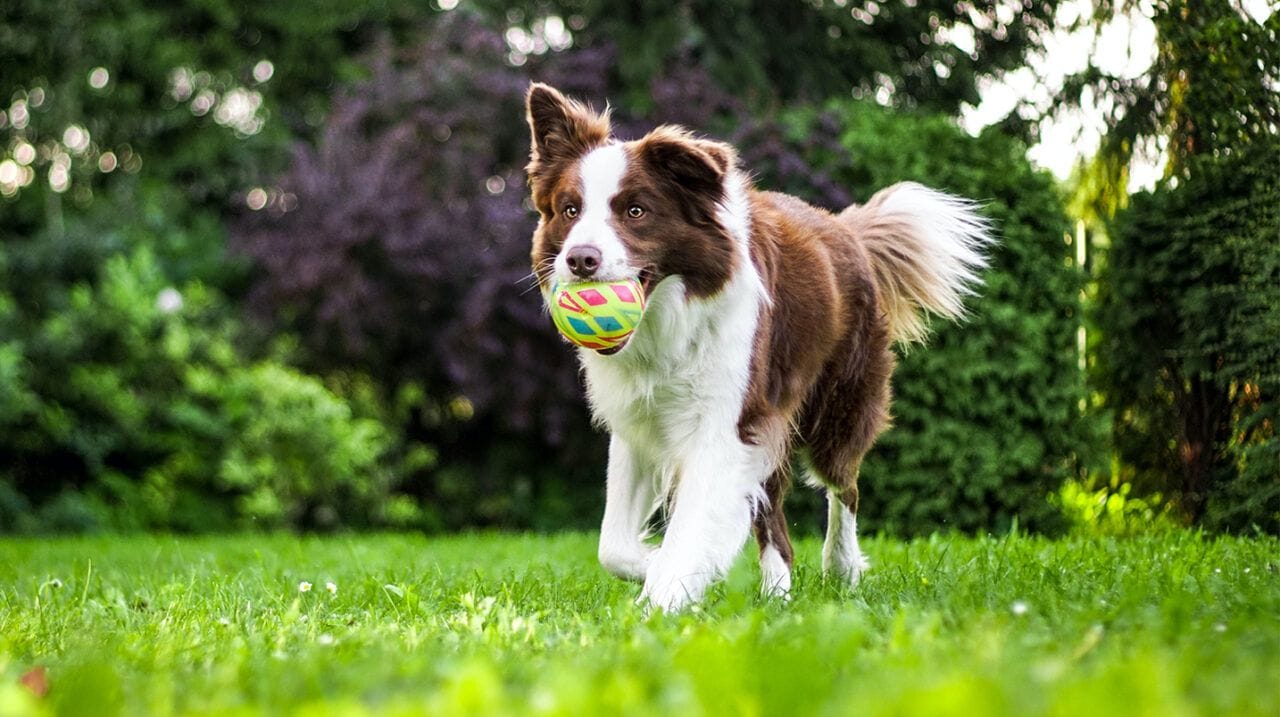 Animali e primavera: la profilassi per pulci e zecche