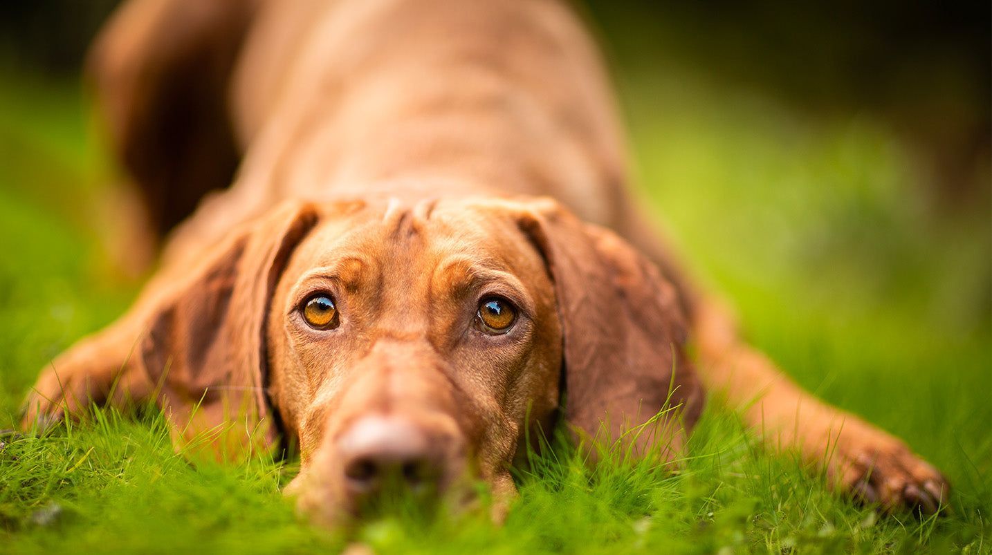 Prevenzione di filariosi leishmaniosi: intervista alla veterinaria