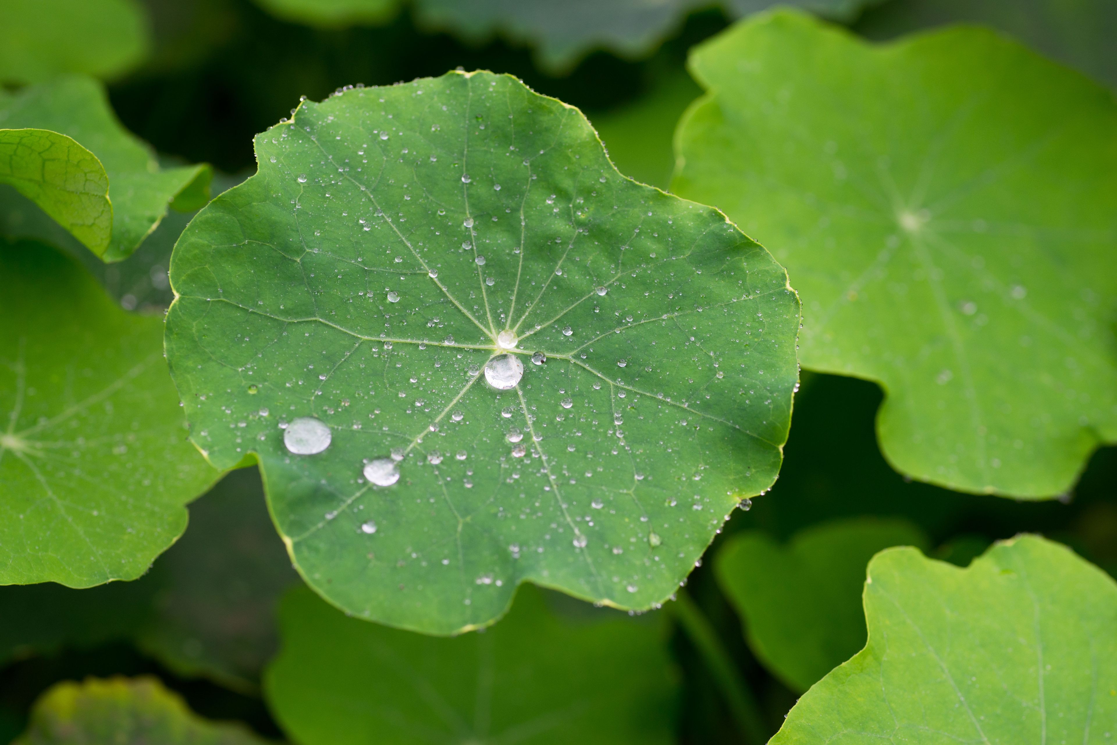 Centella Asiatica: proprietà e benefici 
